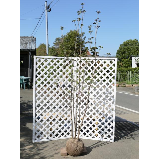 ヤマボウシ サトミ赤花株立ち 2 0m露地 1本 1年間枯れ保証 シンボルツリー落葉 トオヤマグリーン 通販 Yahoo ショッピング