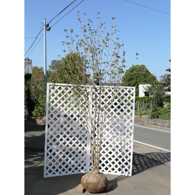 ヤマボウシ サトミ赤花株立ち 2 5m露地 2本セット 1年間枯れ保証 シンボルツリー落葉 大型商品 個別送料5600円 Www Dor Com Pt