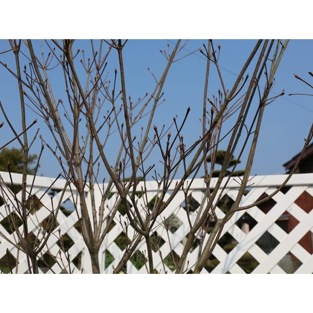 人気ブランド 源平ヤマボウシ単木 1 5m露地 2本セット 送料無料 1年間枯れ保証 シンボルツリー落葉 新品本物 Www Theohzoneinc Com