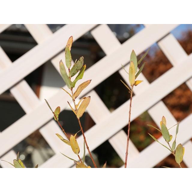 イヌコリヤナギ ハクロニシキ 0 5m10 5cmポット 1本 1年間枯れ保証 葉や形を楽しむ木 トオヤマグリーン 通販 Yahoo ショッピング