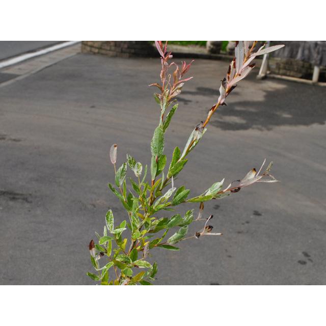 珍しい イヌコリヤナギ ハクロニシキ 0 8m10 5cmポット 6本セット 送料無料 1年間枯れ保証 葉や形を楽しむ木 21公式店舗 Munipacaran Gob Pe