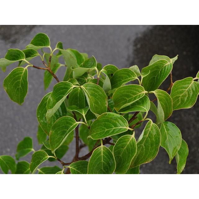 新規購入 ヤマボウシ ミルキーウェイ 2 0m露地 1本 1年間枯れ保証 シンボルツリー落葉 人気が高い Mobile Scotturb Com