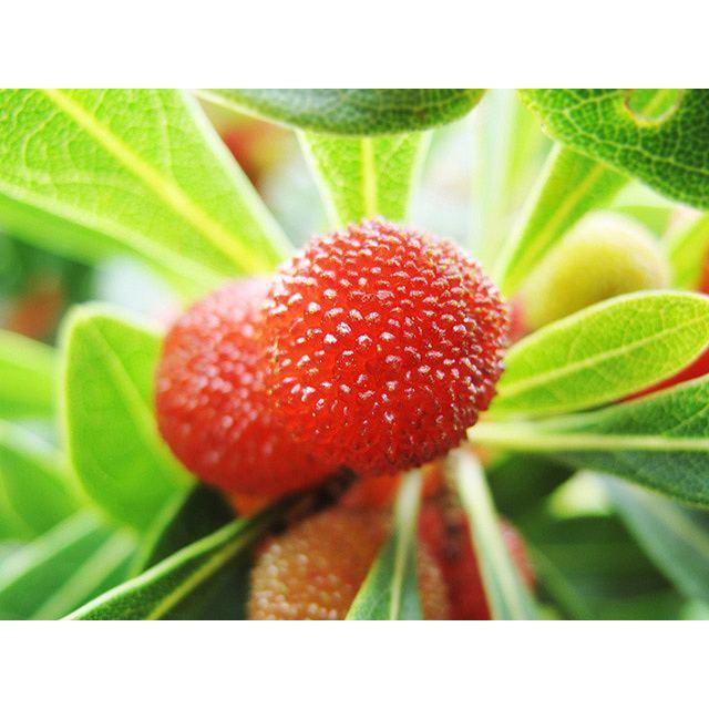 残りわずか ヤマモモ 森口 2 0ｍ露地 2本セット 送料無料 1年間枯れ保証 シンボルツリー常緑 超大特価 Www Simon Page Com