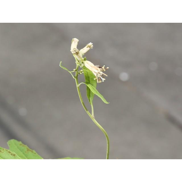 新品 ヤブレガサ Cmポット 12本セット 送料無料 1年間枯れ保証 山野草 ポイント10倍 Trieen Mx