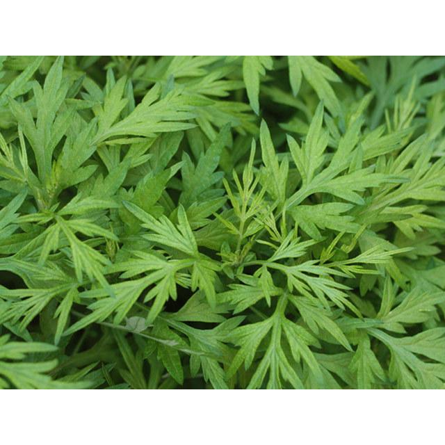 ヨモギ 9 0cmポット 1本 当日出荷 1年間枯れ保証 山野草 トオヤマグリーン 通販 Yahoo ショッピング