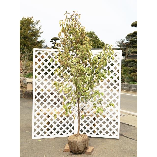 常緑ヤマボウシ斑入り 2 0m露地 2本セット 送料無料 1年間枯れ保証 シンボルツリー常緑 トオヤマグリーン 通販 Yahoo ショッピング