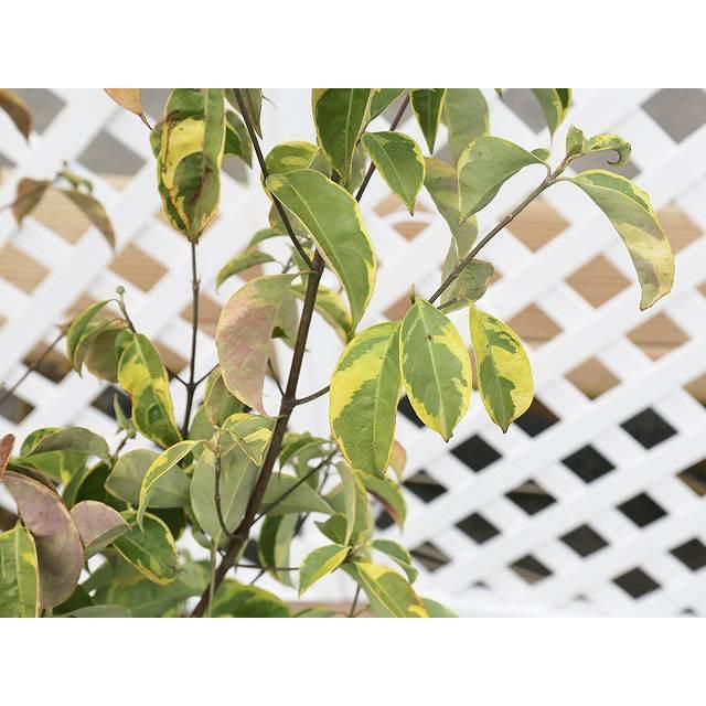 常緑ヤマボウシ斑入り 2 0m露地 2本セット 送料無料 1年間枯れ保証 シンボルツリー常緑 トオヤマグリーン 通販 Yahoo ショッピング