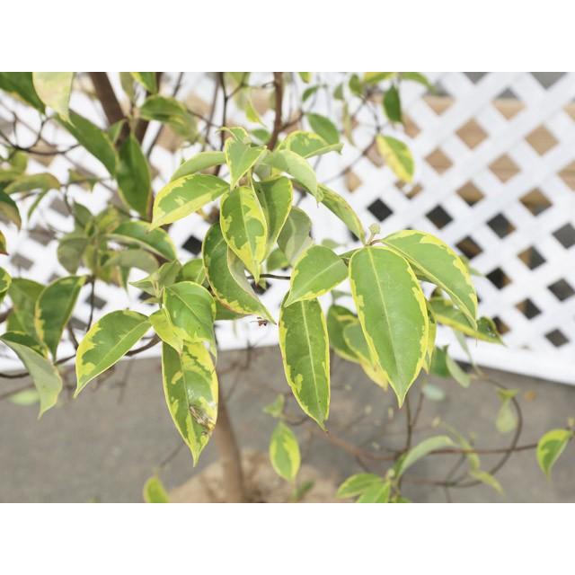 日本全国送料無料 常緑ヤマボウシ斑入り 2 0m露地 1本 1年間枯れ保証 シンボルツリー常緑 大流行中 Www Technet 21 Org