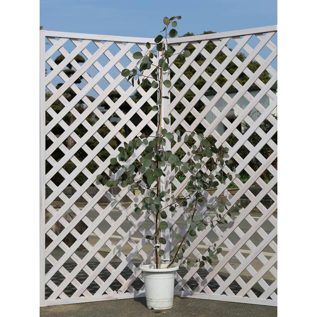 ユーカリ ポポラス 1 5m露地 1本 1年間枯れ保証 シンボルツリー常緑 トオヤマグリーン 通販 Yahoo ショッピング