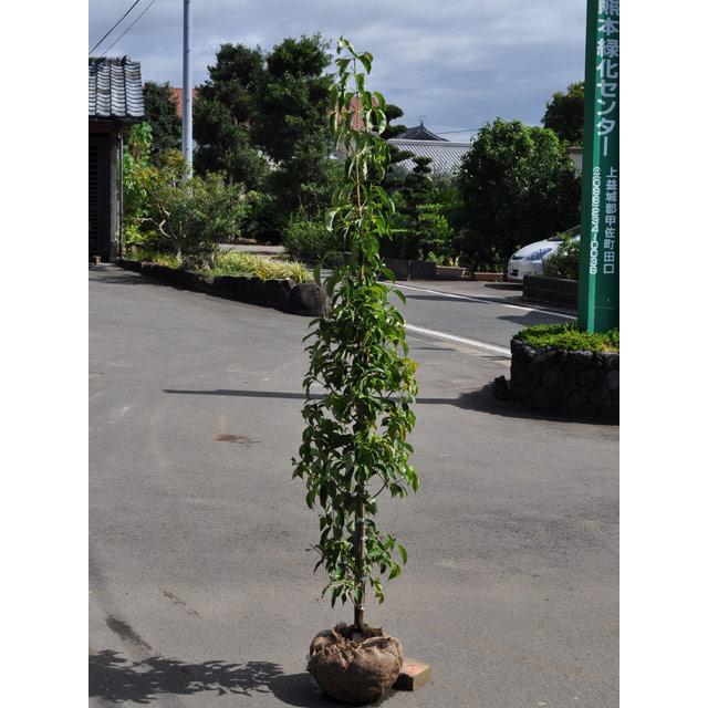 常緑ヤマボウシ 月光 1 5m露地 1本 1年間枯れ保証 春に花が咲く木 トオヤマグリーン 通販 Yahoo ショッピング