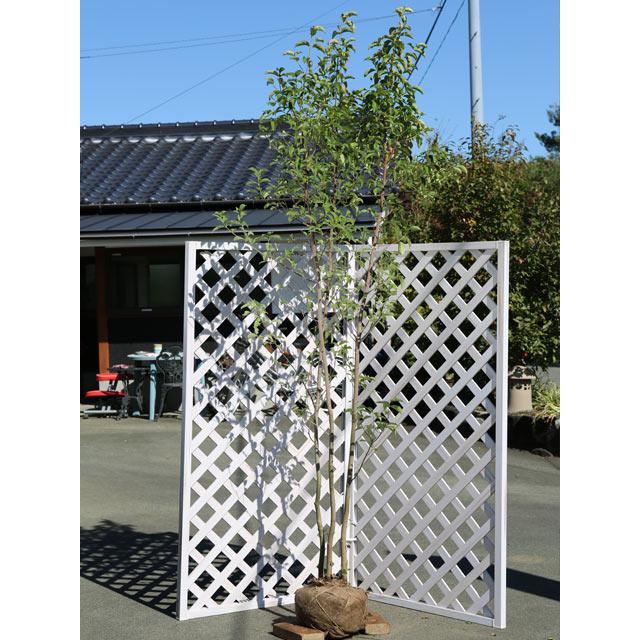 常緑ヤマボウシ 月光株立ち 2 3m露地 2本セット 送料無料 1年間枯れ保証 春に花が咲く木 トオヤマグリーン 通販 Yahoo ショッピング