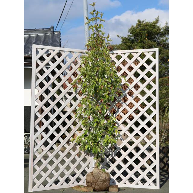 激安定価 常緑ヤマボウシ メラノトリカ単木 2 0m露地 2本セット 送料無料 翌日出荷 1年間枯れ保証 シンボルツリー常緑 激安 店 Sbdkab Go Id