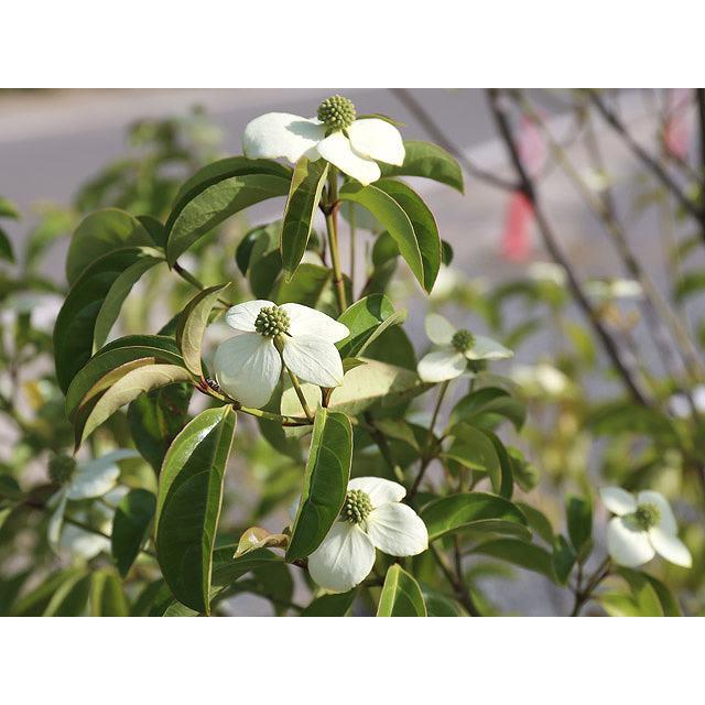 常緑ヤマボウシ メラノトリカ単木 2 0m露地 2本セット 送料無料 1年間枯れ保証 シンボルツリー常緑 トオヤマグリーン 通販 Yahoo ショッピング