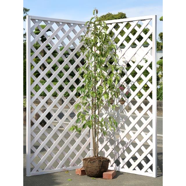 常緑ヤマボウシ メラノトリカ株立ち 1 5m露地 2本セット 送料無料 1年間枯れ保証 シンボルツリー常緑 Bloguspospolitus Pl