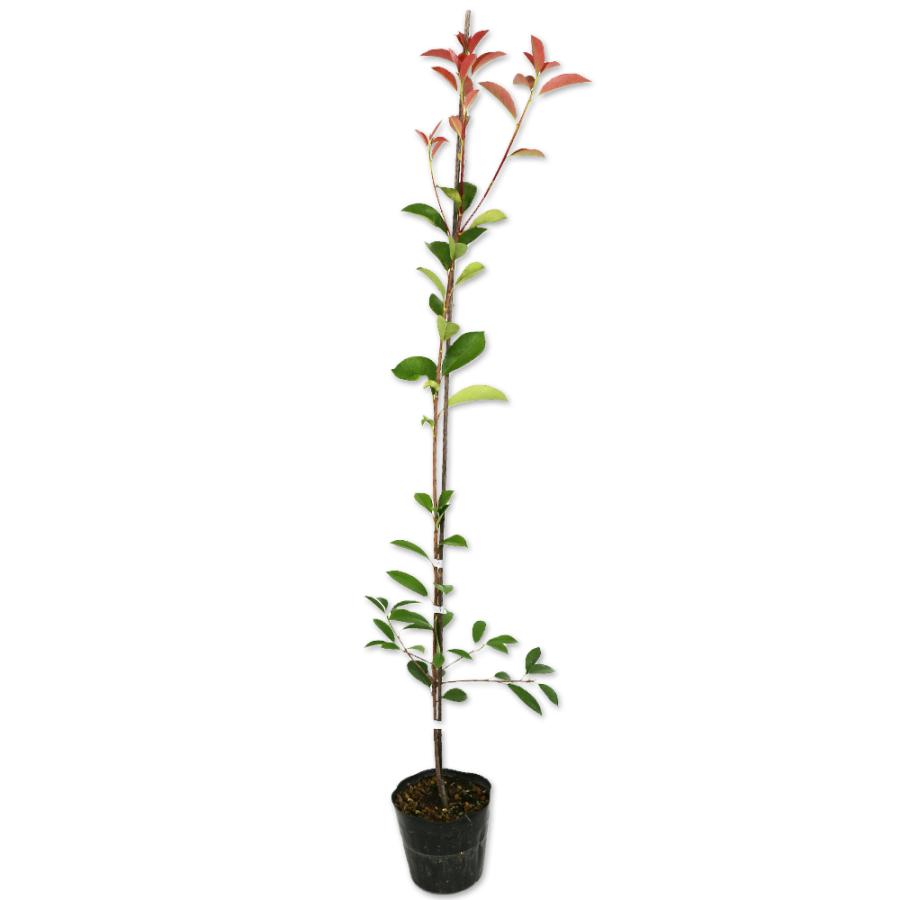 330円 買取 レッドロビン 0 8m15cmポット 1本 当日出荷 1年間枯れ保証 生垣樹木