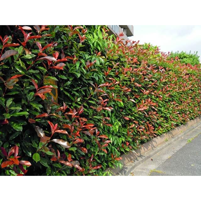 レッドロビン 0 8m15cmポット 1本 当日出荷 1年間枯れ保証 生垣樹木 9008 トオヤマグリーン 通販 Yahoo ショッピング