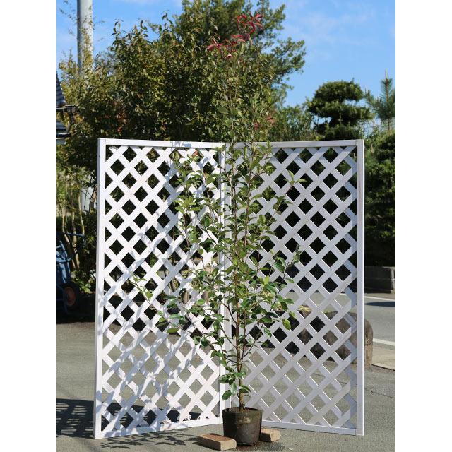 円 着後レビューで 送料無料 レッドロビン 2 3m露地 1本 翌日出荷 1年間枯れ保証 シンボルツリー常緑