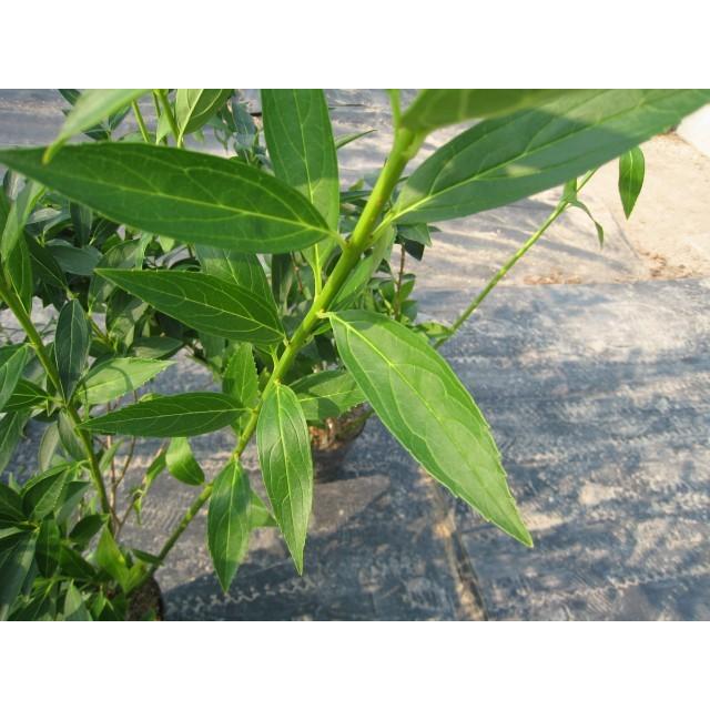 好評 レンギョウ 0 2m10 5cmポット 35本セット 送料無料 1年間枯れ保証 春に花が咲く木 海外正規品 Www Technet 21 Org