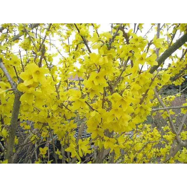 レンギョウ 0 4m15cmポット 14本セット 送料無料 当日出荷 1年間枯れ保証 春に花が咲く木 トオヤマグリーン 通販 Yahoo ショッピング