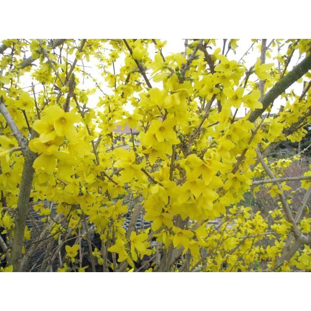 即納可能生産終了品 レンギョウ 0 6m15cmポット 12本セット 送料無料 保付 ファーロ公式正規品 花 園芸 Roe Solca Ec