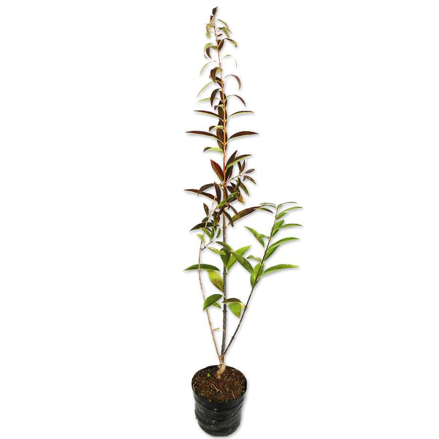 レンギョウ 1 0m15cmポット 1本 1年間枯れ保証 春に花が咲く木 トオヤマグリーン 通販 Yahoo ショッピング