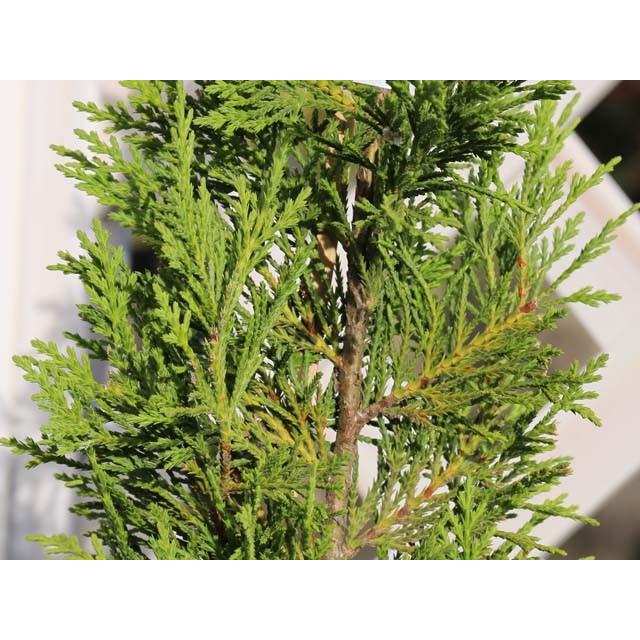 レイランディ 0 6m露地 1本 1年間枯れ保証 コニファー トオヤマグリーン 通販 Yahoo ショッピング