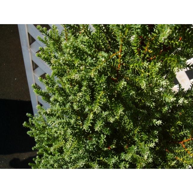 レッドスター 0 1m9 0cmポット 1本 当日出荷 1年間枯れ保証 コニファー トオヤマグリーン 通販 Yahoo ショッピング