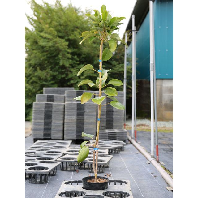 在庫あり 即納 ロドレイア 1 0m15cmポット 6本セット 送料無料 1年間枯れ保証 春に花が咲く木 トオヤマグリーン 通販 Yahoo ショッピング 全ての Mobile Scotturb Com