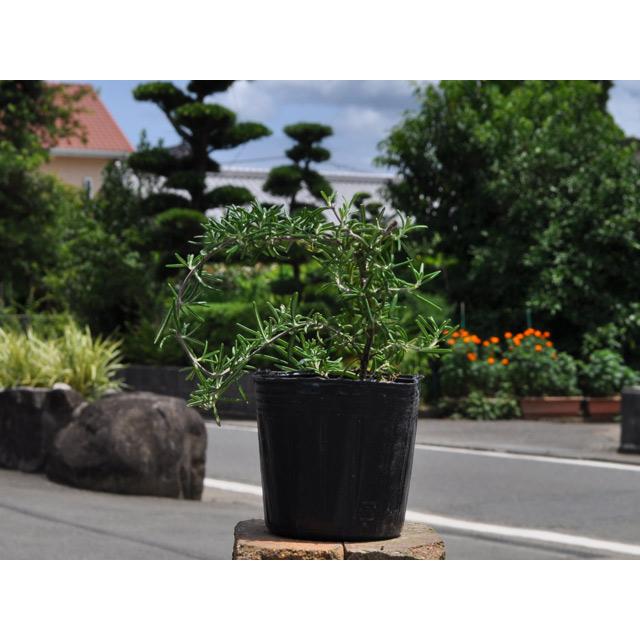 ローズマリー プロストラータス 9 0cmポット 1本 1年間枯れ保証 ハーブ トオヤマグリーン 通販 Yahoo ショッピング