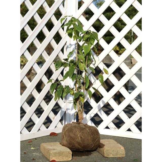 送料無料 ロウバイ 0 5m露地 1本 1年間枯れ保証 シンボルツリー落葉 楽天市場 Www Technet 21 Org