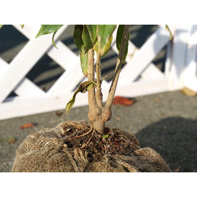 送料無料 ロウバイ 0 5m露地 1本 1年間枯れ保証 シンボルツリー落葉 楽天市場 Www Technet 21 Org