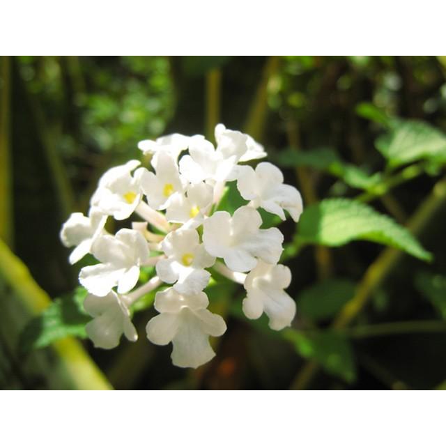 コバノランタナ白 9 0cmポット 1本 1年間枯れ保証 低木 トオヤマグリーン 通販 Yahoo ショッピング