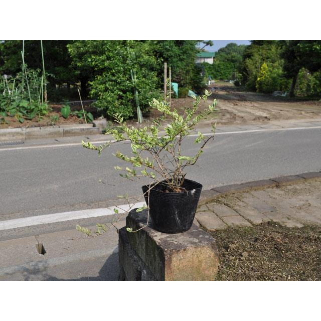 大注目 ロニセラ レモンビューティ 0 3m15cmポット 10本セット 送料無料 1年間枯れ保証 低木 数量は多 Habitat Jeunes Normandie Fr