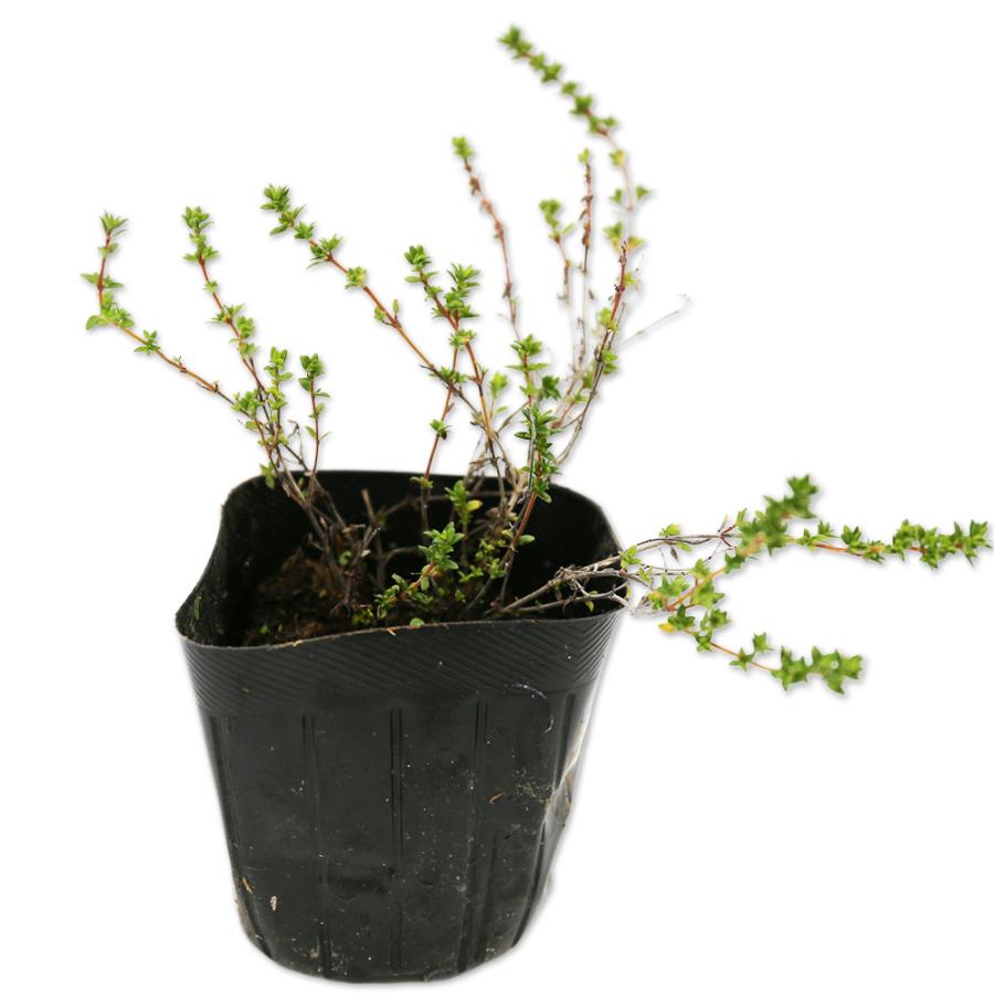 ラベンダータイム 9 0cmポット 1本 1年間枯れ保証 ハーブ トオヤマグリーン 通販 Yahoo ショッピング