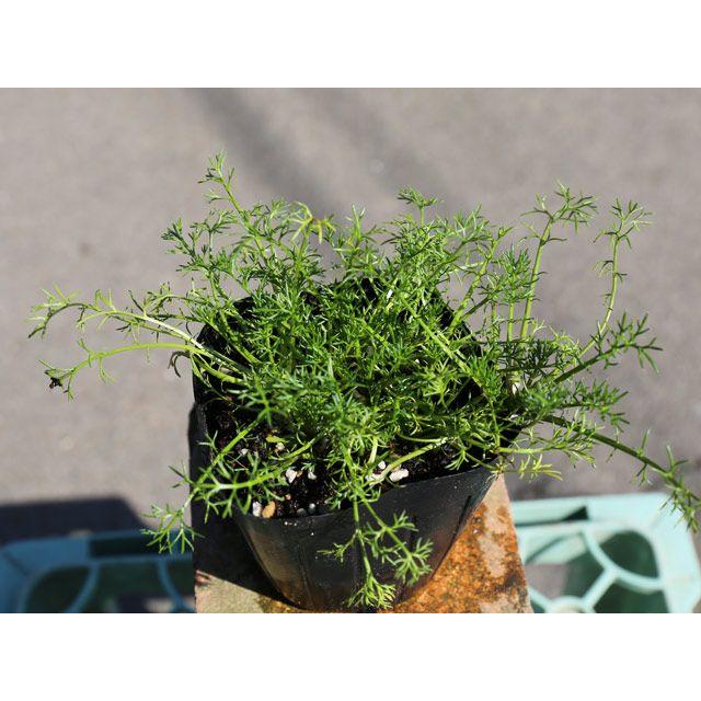 ローマンカモミール 9 0cmポット 1本 1年間枯れ保証 ハーブ 9161 トオヤマグリーン 通販 Yahoo ショッピング