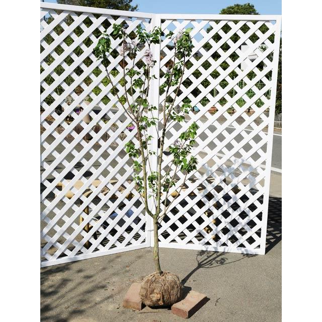 予約販売品 ライラック 1 2m露地 2本セット 送料無料 1年間枯れ保証 シンボルツリー落葉 在庫有 Www Technet 21 Org