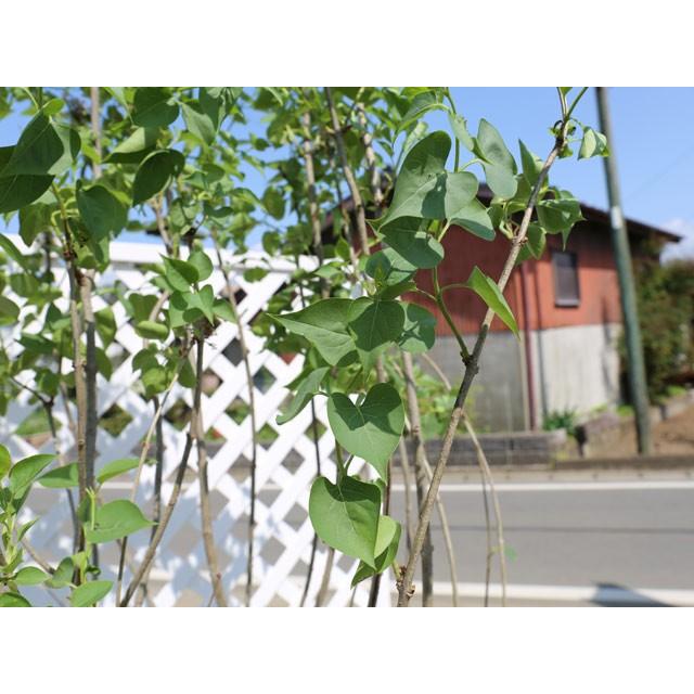 予約販売品 ライラック 1 2m露地 2本セット 送料無料 1年間枯れ保証 シンボルツリー落葉 在庫有 Www Technet 21 Org