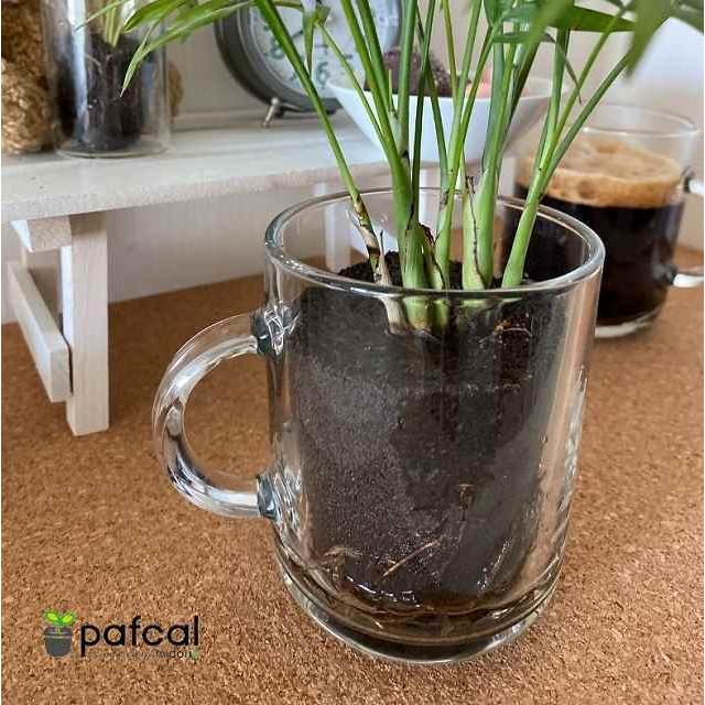 ミドリエ 育てて楽しむ 鉢上げ用 3号パフカル 5個セット 土に代わる画期的な新素材 土を使わない 室内専用 観葉 植物 Pafonly 05 グリーンプラネット 通販 Yahoo ショッピング