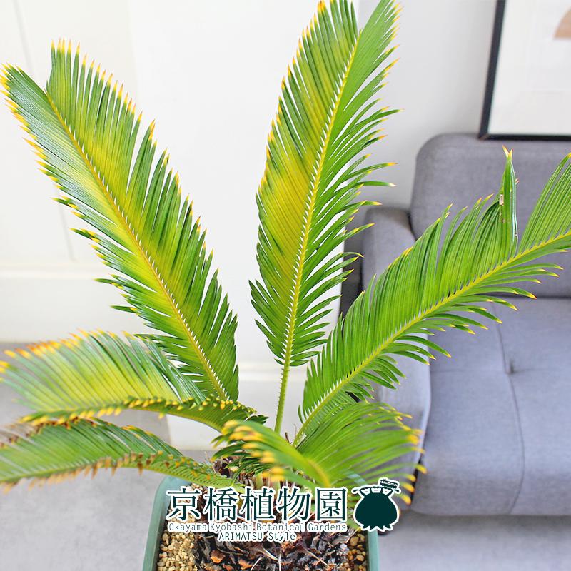 【タニタニ】【現品】金冠蘇鉄/キンカンソテツ　班入り　8号　緑角鉢　（1） 現品】金冠蘇鉄/キンカンソテツ 班入り 8号 緑角鉢（1） : 花の