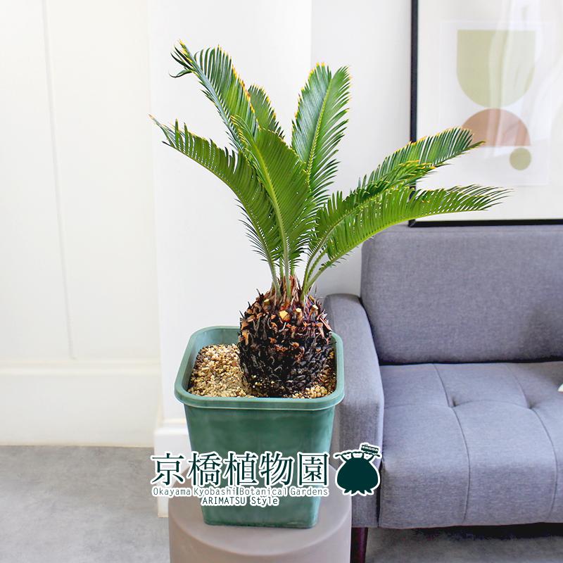 現品】金冠蘇鉄/キンカンソテツ 班入り 8号 緑角鉢（2） : 花の