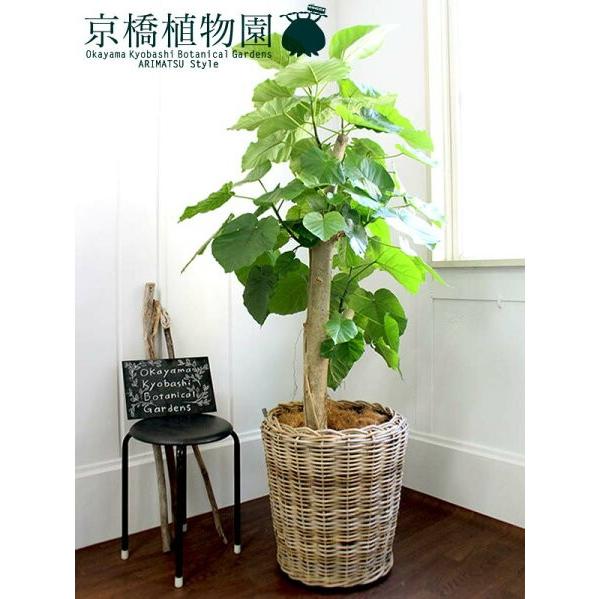 【ハートリーフ】ウンベラータ　10号【ラタン製鉢カバー】(14575円)