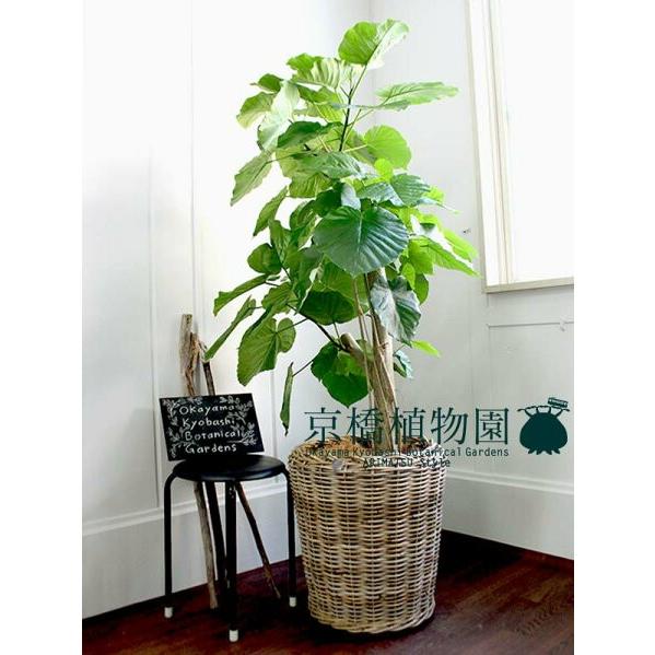 【ハートリーフ】ウンベラータ　10号【ラタン製鉢カバー】 