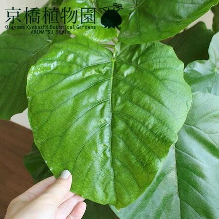 【ハートリーフ】ウンベラータ　10号【ラタン製鉢カバー】 