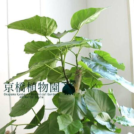 【ハートリーフ】ウンベラータ　10号【ラタン製鉢カバー】 