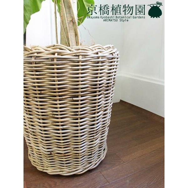 【ハートリーフ】ウンベラータ　10号【ラタン製鉢カバー】 