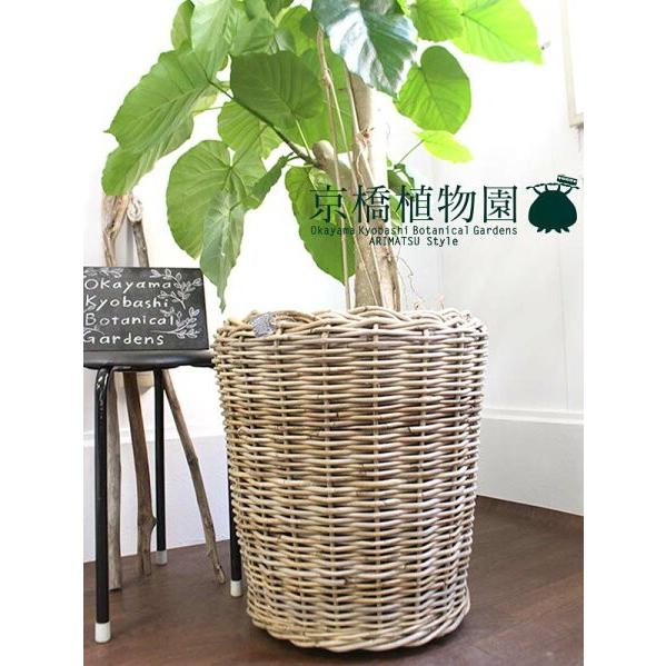 【ハートリーフ】ウンベラータ　10号【ラタン製鉢カバー】 