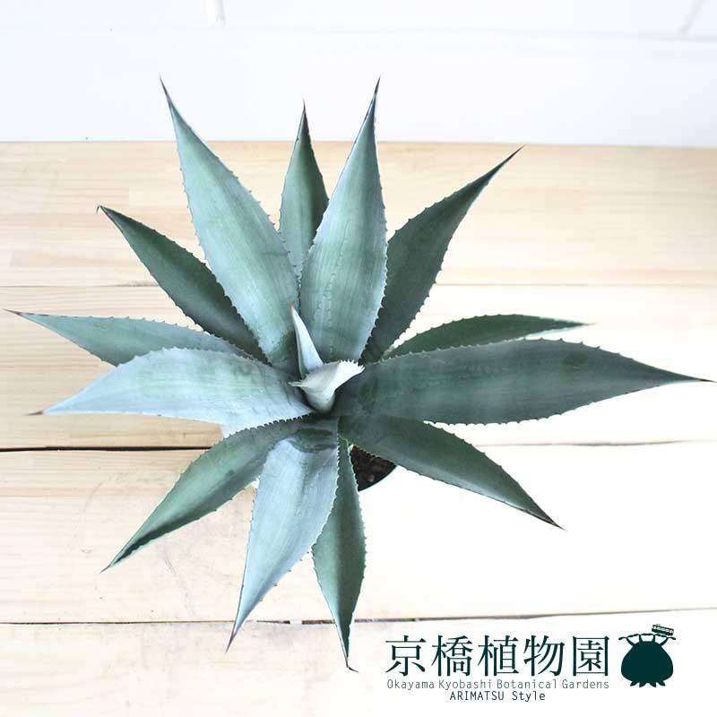 【現品】アガベ・アオノリュウゼツラン　8号　白鉢　（9） アガベ アオノリュウゼツラン 8号 | 京橋植物園