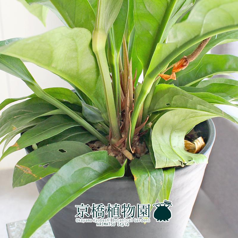 現品】アンスリウム・ジャングルブッシュ 7号 黒鉢（3）