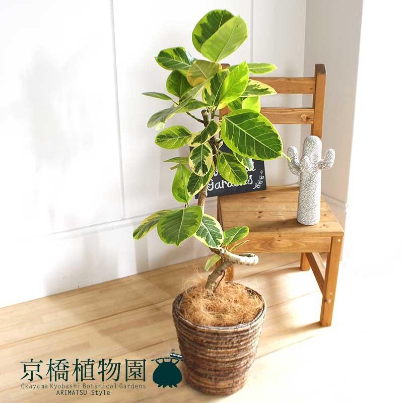 【現品】フィカス・アルテシーマ　7号　曲がり　黒鉢　（2） 観葉植物 フィカス アルテシーマ 7号 曲り プラスチック鉢
