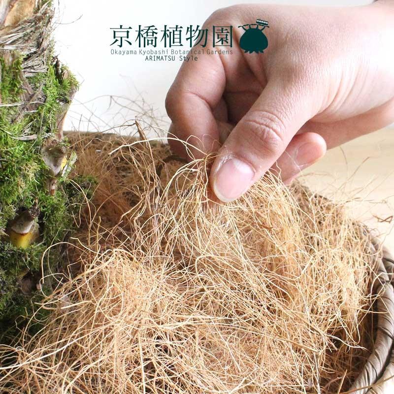 ロベ（9鉢）幹高さ90 ロベ（9鉢）幹高さ90